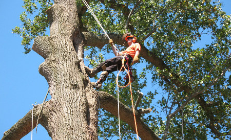 very large tree removal price