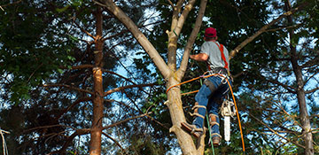 tree trimming