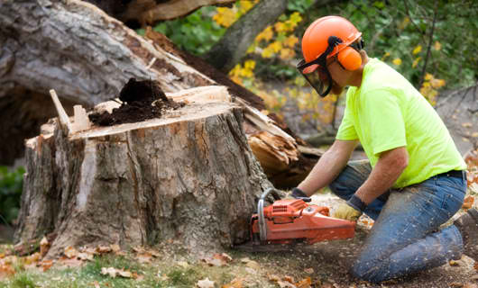 stump removal Quote, AR