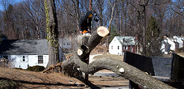 tree removal Black Rock, AR