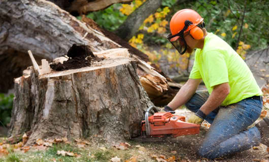 stump removal Audubon, NJ