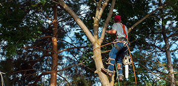 tree trimming Pierce, WI