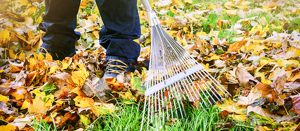 leaf removal Quote, MD