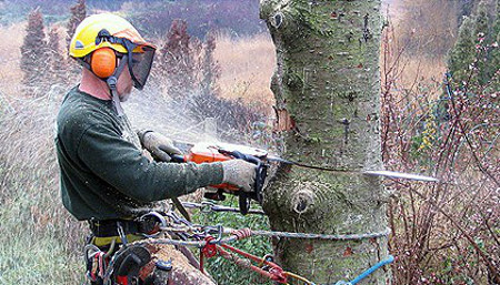 large tree removal price
